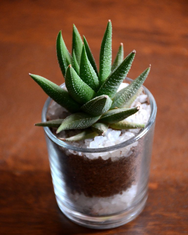 Mini succulent shots from Mudfingers